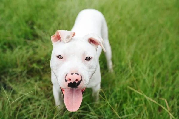 Chiot Terrier Américain Blanc Staffordshire Debout Sur Herbe — Photo