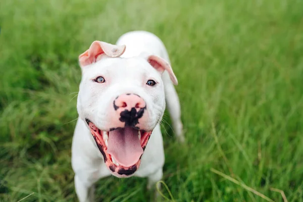 Blanco Americano Staffordshire Terrier Cachorro Pie Sobre Hierba — Foto de Stock