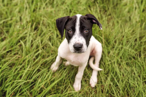 Black White American Staffordshire Terrier Puppy Sitting — Stock Photo, Image
