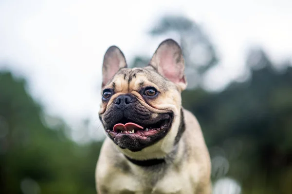 French Bulldog Spacer Zielonej Trawie Lecie — Zdjęcie stockowe