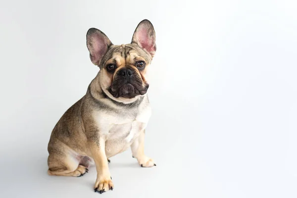 Franse Bulldog Fawn Kleur Een Witte Achtergrond — Stockfoto