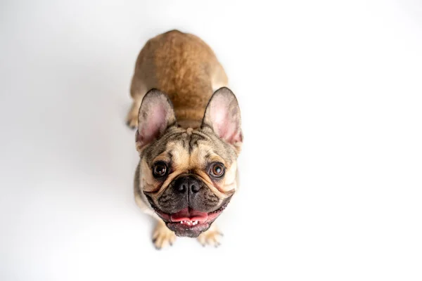 Franse Bulldog Fawn Kleur Een Witte Achtergrond — Stockfoto