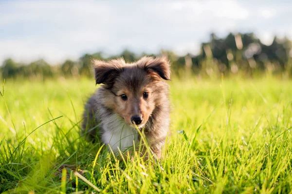 Shetland Sheepdog Valp Ett Fält Vid Solnedgången Leker Högt Gräs — Stockfoto