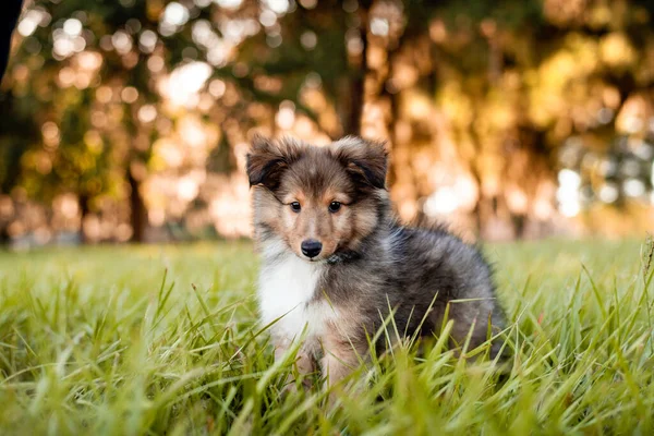 Shetland Sheepdog Valp Ett Fält Vid Solnedgången Leker Högt Gräs — Stockfoto