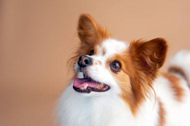 Bronz bir arka fonun önündeki Papillon köpeği. Stüdyo köpek fotoğrafçılığı