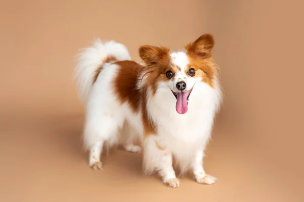 Papillon Cão Frente Pano Fundo Bronzeado Fotografia Cão Estúdio — Fotografia de Stock