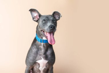 Melez Köpek. Pit Bull Terrier, arka planda melez bir köpek.