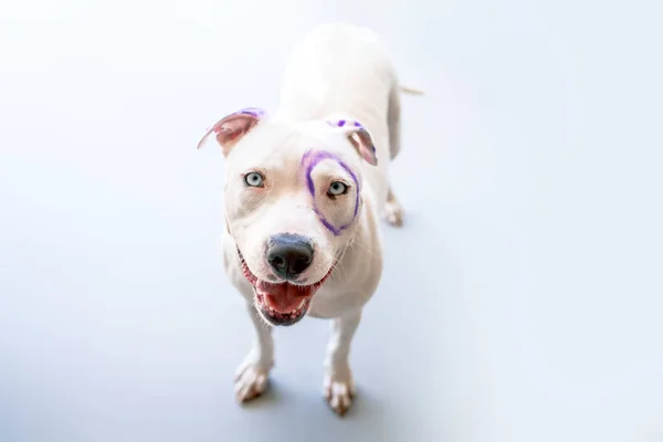 Mixed Breed Dog Pit Bull Terrier Gemengde Ras Hond Effen — Stockfoto