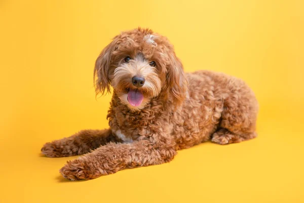 Mini goldendoodle, golden doodle puppy in a studio on yellow background