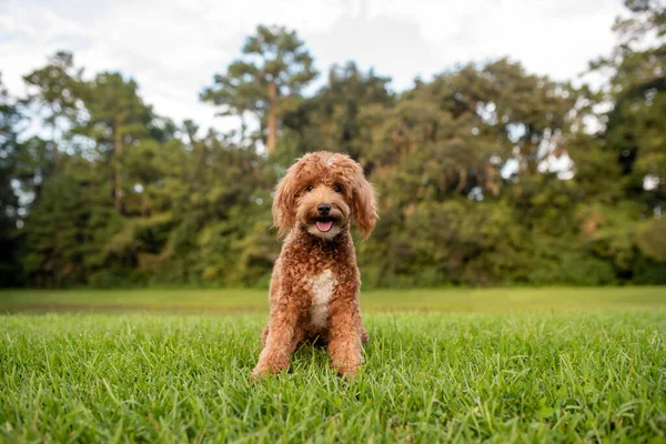 Mini Goldendoodle Golden Doodle Puppy Green Grass — Stock Photo, Image