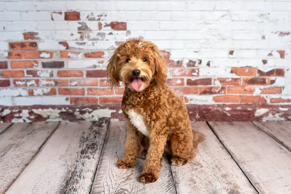 Mini goldendoodle, golden doodle puppy in a studio