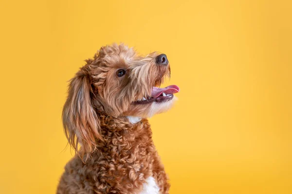 Mini Goldendoodle Gyllene Doodle Valp Studio Gul Bakgrund — Stockfoto