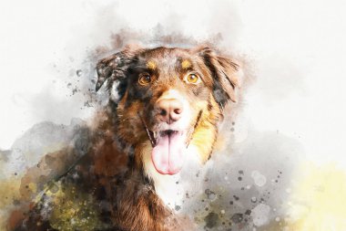 Avustralya çoban köpeği. Stüdyoda Avustralyalı bir köpek. suluboya resim