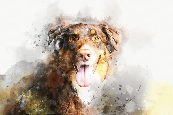 Avustralya çoban köpeği. Stüdyoda Avustralyalı bir köpek. suluboya resim