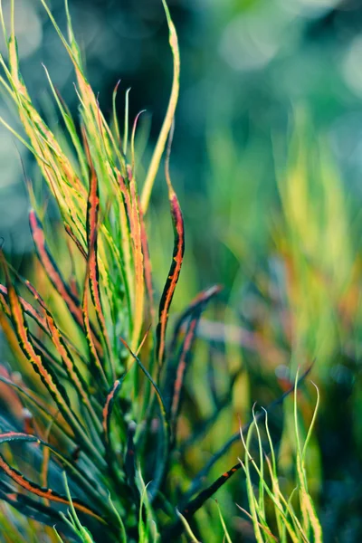 Planta de Croton — Fotografia de Stock