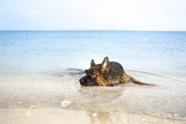 Alman çoban köpeği