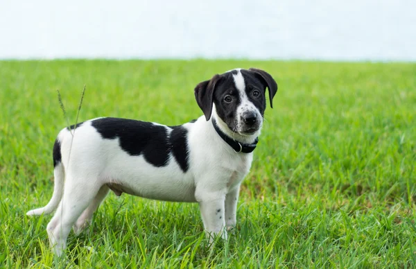 Cachorro blanco y negro — Foto de Stock