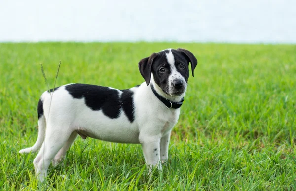 Black and white puppy — Stock Photo, Image