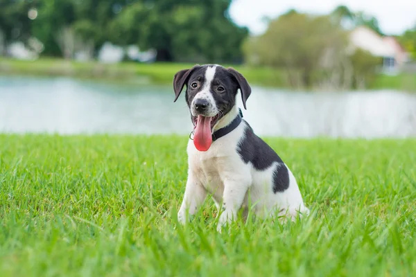 Cachorro blanco y negro — Foto de Stock