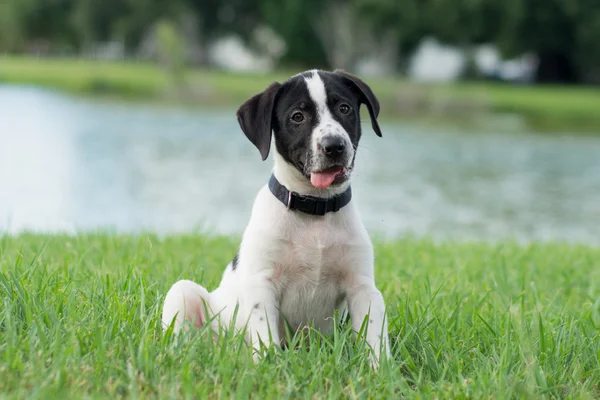黒と白の子犬 — ストック写真