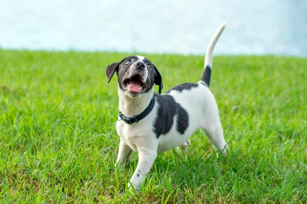 黒と白の子犬 — ストック写真