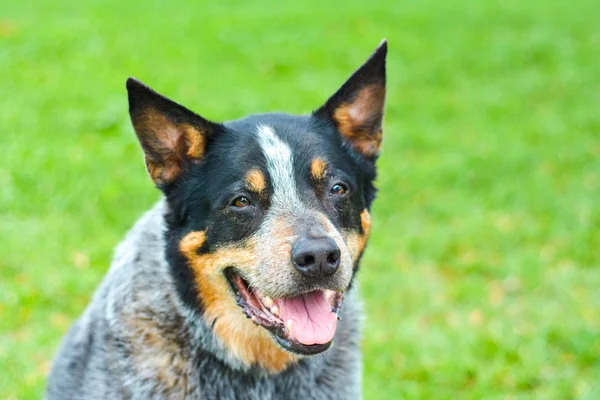 Perro de ganado australiano — Foto de Stock