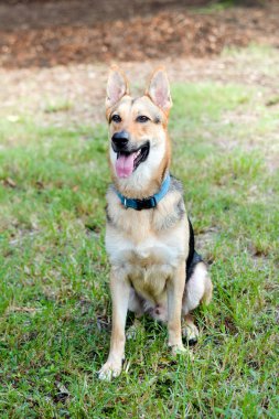 Alman çoban köpeği