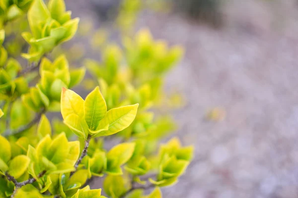 Green leaves background — Stock Photo, Image