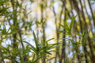 arka plan bambu yaprakları