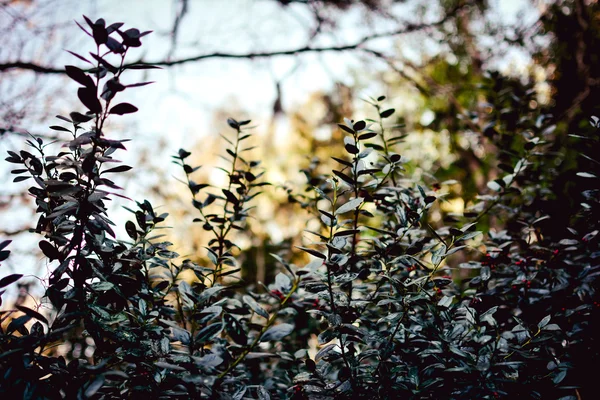 Ökse otu bitki — Stok fotoğraf