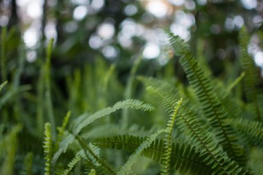 Taze yeşil eğreltiotu yaprakları. Doğa arka plan