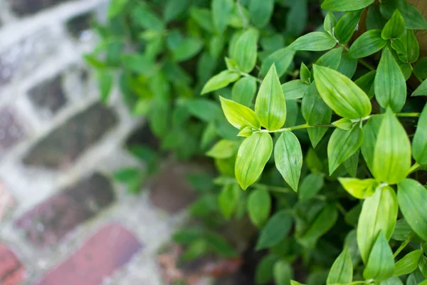 Tradescantia, gezinen Yahudi bitki — Stok fotoğraf