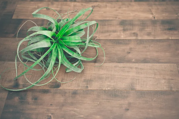 Planta de aire Tillandsia — Foto de Stock