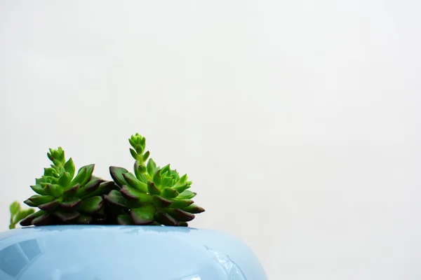 Succulent plant in — Stock Photo, Image