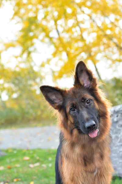 Long haired german shepherd dog — Stock Photo, Image