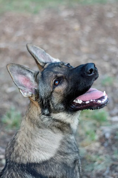 Cão pastor alemão Sable — Fotografia de Stock