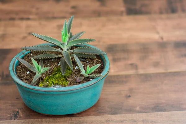 Mother of Thousands — Stock Photo, Image