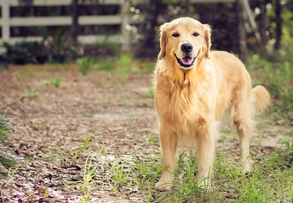 Golden Retriever — Stok Foto