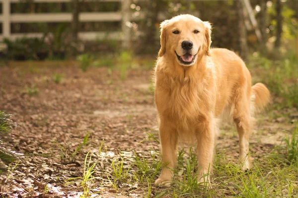 โกลเด้น RETRIEVER — ภาพถ่ายสต็อก