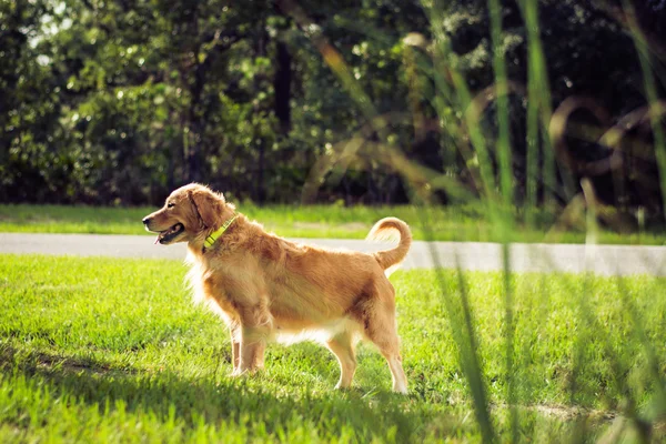 Perro perdiguero de oro — Foto de Stock