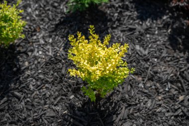 Sunshine Ligustrum offers year-round golden foliage that flourishes in full sun