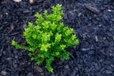 Boxwood with dense, vivid green foliage. Evergreen and hardy foundation plant. Buxus microphylla var. japonica 'Gregem'