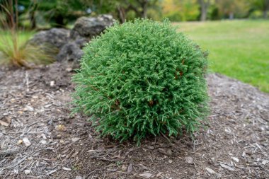 Mr. Bowling Ball Arborvitae Accent Shrub