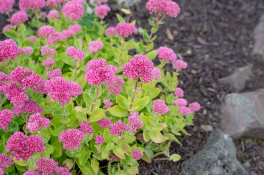 Sedum is an easy-to-grow succulent that comes in a range of sizes, colors and forms. 
