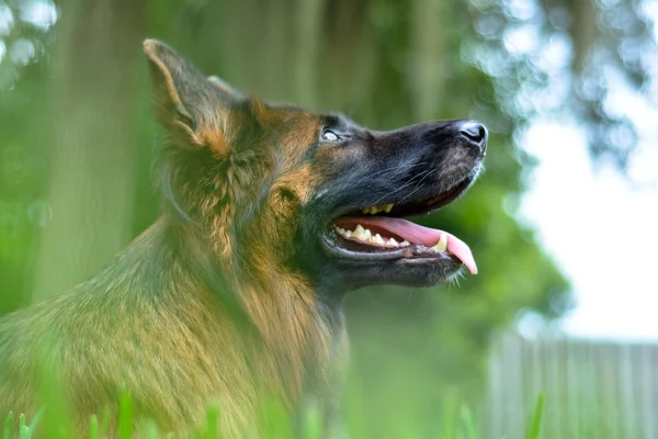 Cão pastor alemão — Fotografia de Stock