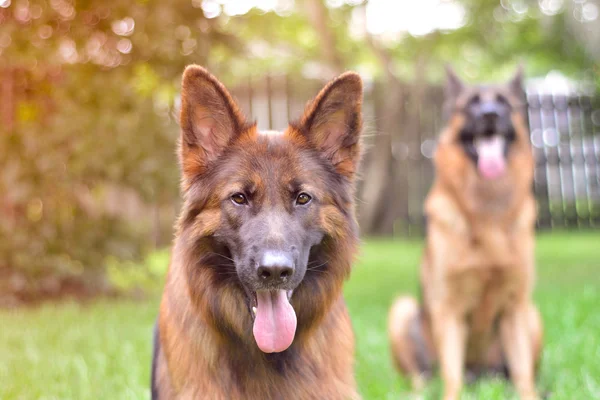 Tysk hyrdehund - Stock-foto