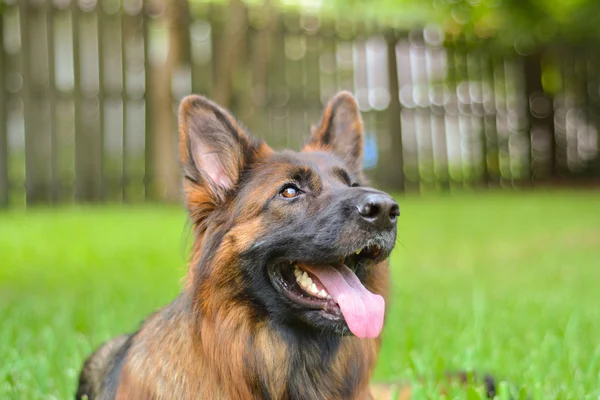 Cão pastor alemão — Fotografia de Stock