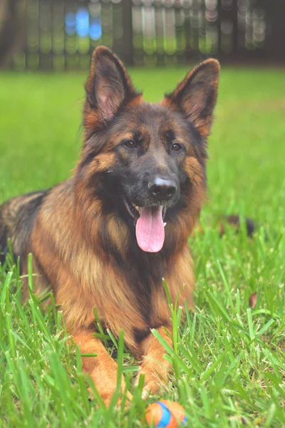 Cão pastor alemão — Fotografia de Stock