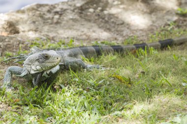 Canaima Ulusal Parkı 'nda iguana.