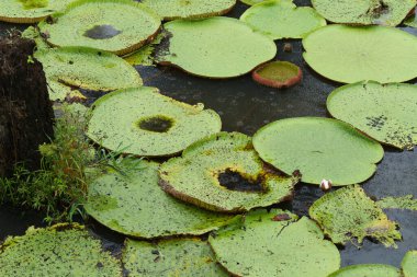 Su santrali, Vitoria Regia, Manaus Brezilya.